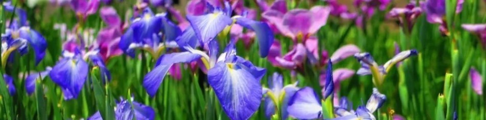 花菖蒲